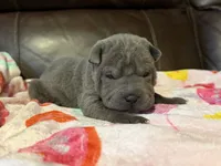 Boo, a female Chinese Shar-Pei for sale in Wichita, KS – Photo 1 of 9