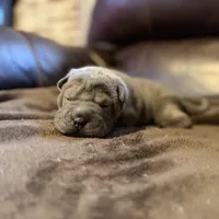 Boo, a female Chinese Shar-Pei for sale in Wichita, KS – Photo 7 of 9