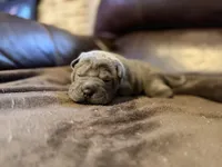 Boo, a female Chinese Shar-Pei for sale in Wichita, KS – Photo 7 of 9