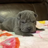 Boo, a female Chinese Shar-Pei for sale in Wichita, KS – Photo 3 of 9
