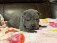 Boo, a female Chinese Shar-Pei for sale in Wichita, KS – Photo 3 of 9