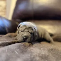 Boo, a female Chinese Shar-Pei for sale in Wichita, KS – Photo 6 of 9
