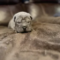 Boo, a female Chinese Shar-Pei for sale in Wichita, KS – Photo 9 of 9