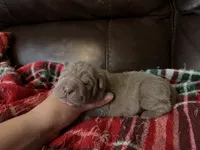 Pepper, a female Chinese Shar-Pei for sale in Wichita, KS – 5 of 5