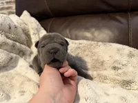 Gwen, a female Chinese Shar-Pei for sale in Wichita, KS – 4 of 4