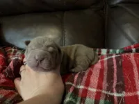 Parker, a male Chinese Shar-Pei for sale in Wichita, KS – 3 of 5