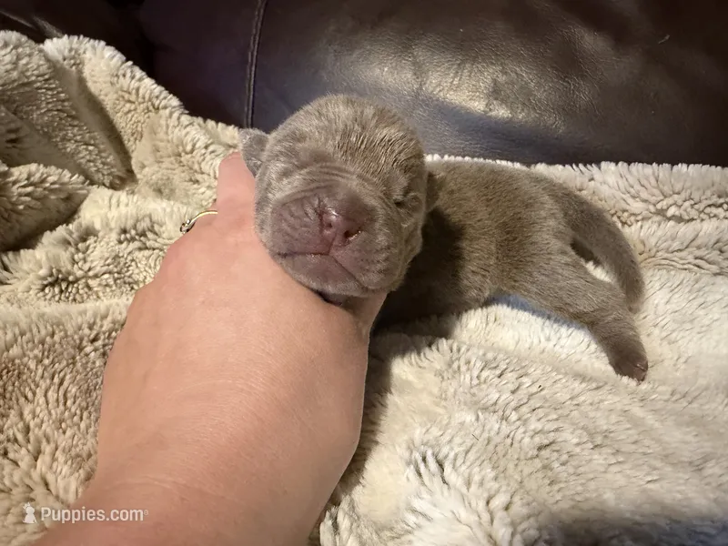 Juniper – Miniature Shar-Pei puppy for sale in Wichita, KS