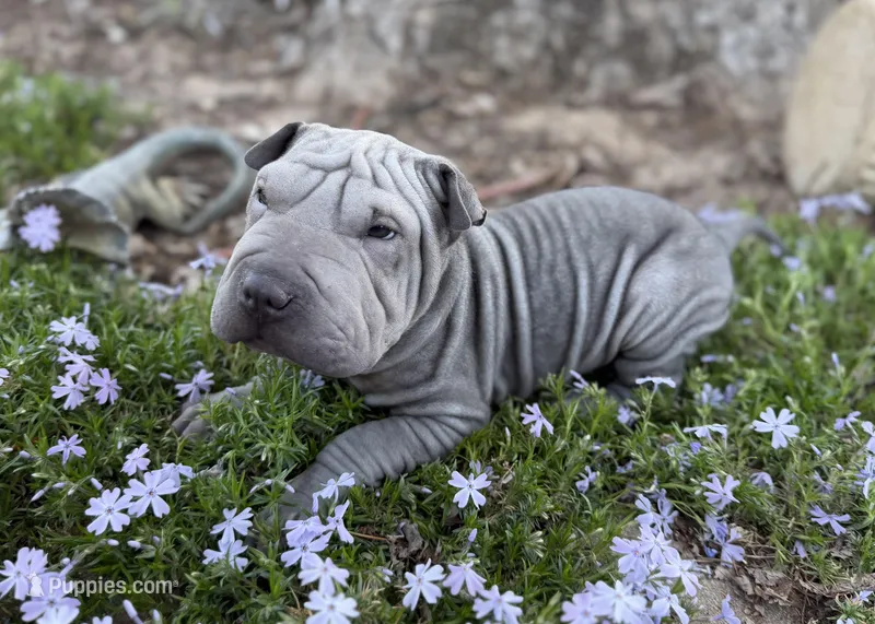 Daisy – Chinese Shar-Pei puppy for sale in Wichita, KS