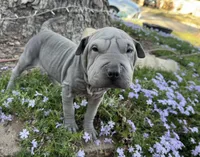 Daisy, a female Chinese Shar-Pei for sale in Wichita, KS – Photo 3 of 6