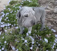 Daisy, a female Chinese Shar-Pei for sale in Wichita, KS – Photo 4 of 6