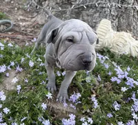 Daisy, a female Chinese Shar-Pei for sale in Wichita, KS – Photo 6 of 6