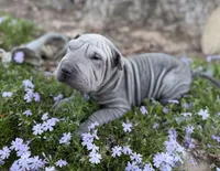 Daisy, a female Chinese Shar-Pei for sale in Wichita, KS – Photo 5 of 6