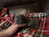 Marvel, a male Chinese Shar-Pei for sale in Wichita, KS – 2 of 5