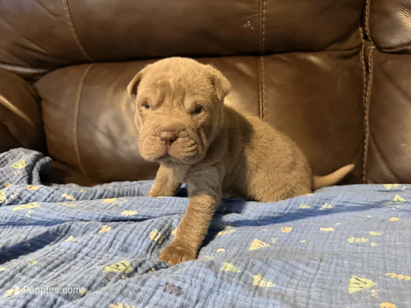 Sage  – Chinese Shar-Pei puppy for sale in Wichita, KS