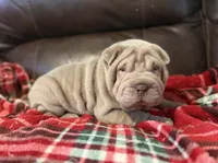Diana, a female Chinese Shar-Pei for sale in Wichita, KS – 5 of 5
