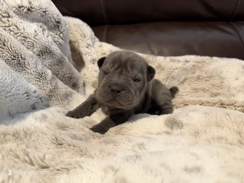 Marvel – Chinese Shar-Pei puppy for sale in Wichita, KS