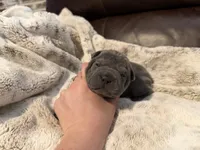 Gwen, a female Miniature Shar-Pei for sale in Wichita, KS – 3 of 4