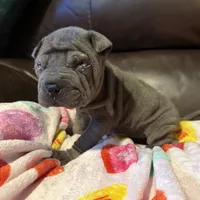 Scarlett, a female Chinese Shar-Pei for sale in Wichita, KS – Photo 8 of 9