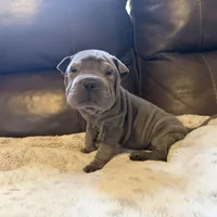 Scarlett, a female Chinese Shar-Pei for sale in Wichita, KS – Photo 2 of 9