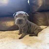 Scarlett, a female Chinese Shar-Pei for sale in Wichita, KS – Photo 1 of 9