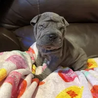 Scarlett, a female Chinese Shar-Pei for sale in Wichita, KS – Photo 6 of 9