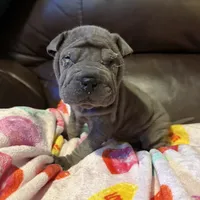 Scarlett, a female Chinese Shar-Pei for sale in Wichita, KS – Photo 7 of 9