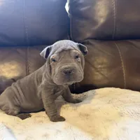 Scarlett, a female Chinese Shar-Pei for sale in Wichita, KS – Photo 4 of 9