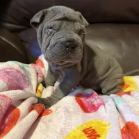 Scarlett, a female Chinese Shar-Pei for sale in Wichita, KS – Photo 9 of 9