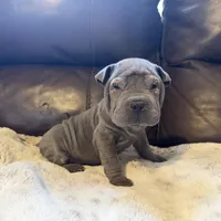 Scarlett, a female Chinese Shar-Pei for sale in Wichita, KS – Photo 5 of 9