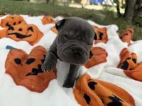 Marvel, a male Miniature Shar-Pei for sale in Wichita, KS – 2 of 10