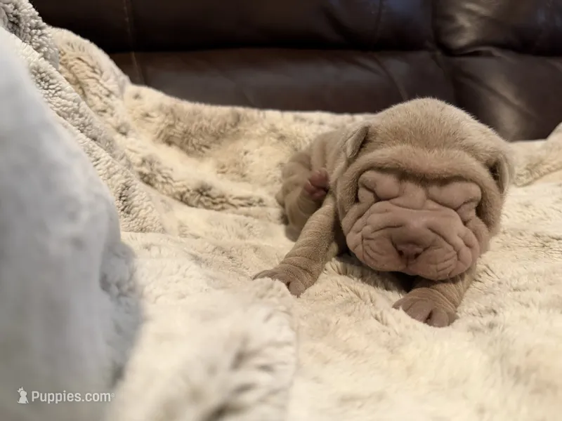 Peter – Chinese Shar-Pei puppy for sale in Wichita, KS