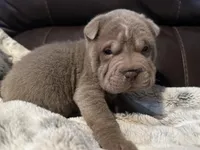 Plum - Hold, a female Miniature Shar-Pei for sale in Wichita, KS – Photo 8 of 9