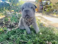 Plum - Hold, a female Miniature Shar-Pei for sale in Wichita, KS – Photo 2 of 9