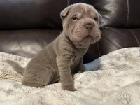 Plum - Hold, a female Miniature Shar-Pei for sale in Wichita, KS – Photo 9 of 9