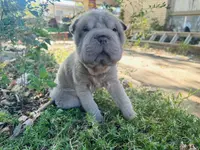 Plum - Hold, a female Miniature Shar-Pei for sale in Wichita, KS – Photo 1 of 9