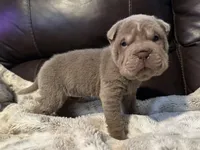 Plum - Hold, a female Miniature Shar-Pei for sale in Wichita, KS – Photo 6 of 9