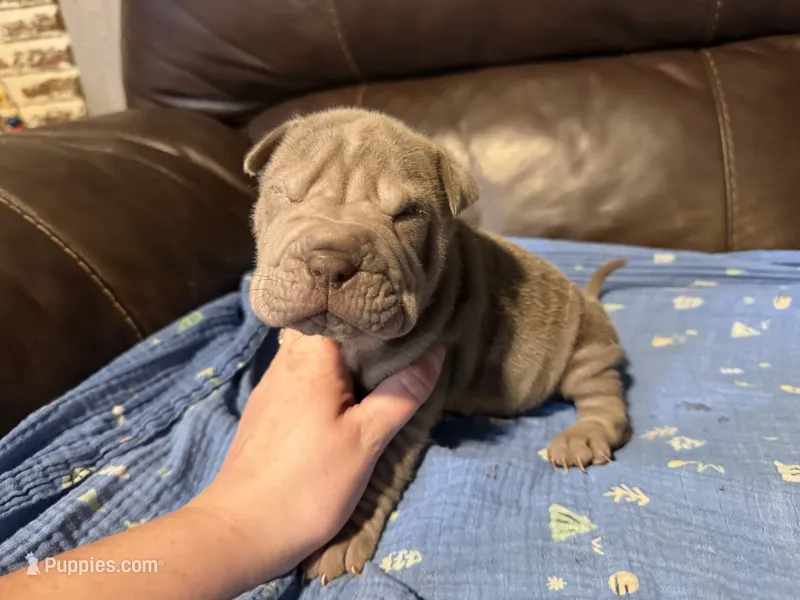 Pistachio – Miniature Shar-Pei puppy for sale in Wichita, KS