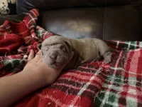 Peter, a male Chinese Shar-Pei for sale in Wichita, KS – 2 of 5