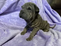 Jasmine, a female Chinese Shar-Pei for sale in Wichita, KS – Photo 4 of 5