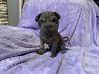 Jasmine, a female Chinese Shar-Pei for sale in Wichita, KS – Photo 1 of 5