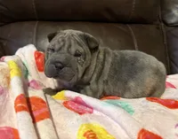 processed/e1177752-412e-4a31-9054-b130c42c11e0/listing/81cd75d2-0e83-42a2-8a94-e2c4c7d55e91/8aeefac4-5794-4d2b-9bb7-d1fad27a62ca