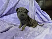 Jasmine, a female Chinese Shar-Pei for sale in Wichita, KS – Photo 2 of 5