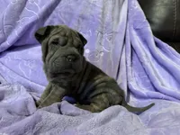 Jasmine, a female Chinese Shar-Pei for sale in Wichita, KS – Photo 3 of 5