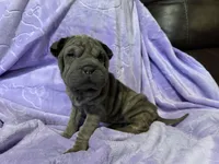 Jasmine, a female Chinese Shar-Pei for sale in Wichita, KS – Photo 5 of 5