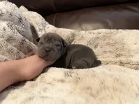 Marvel, a male Miniature Shar-Pei for sale in Wichita, KS – 10 of 10