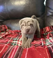 Hal, a male Chinese Shar-Pei for sale in Wichita, KS – 5 of 5