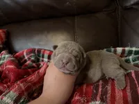 Pepper, a female Chinese Shar-Pei for sale in Wichita, KS – 3 of 5