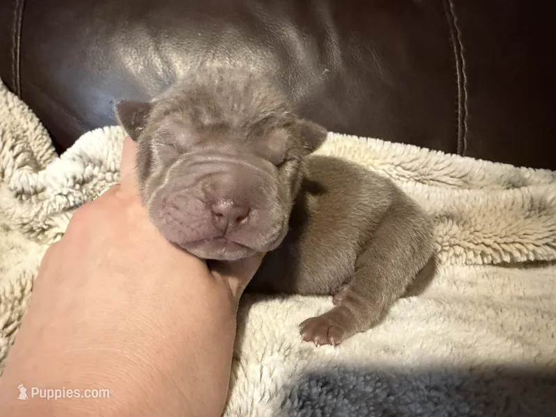 Forest – Chinese Shar-Pei puppy for sale in Wichita, KS