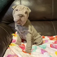 Romeo, a male Chinese Shar-Pei for sale in Wichita, KS – Photo 1 of 10