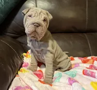 Romeo, a male Chinese Shar-Pei for sale in Wichita, KS – Photo 1 of 10